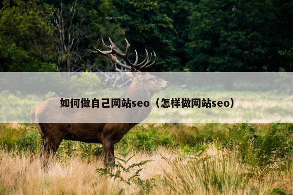 如何做自己网站seo（怎样做网站seo）