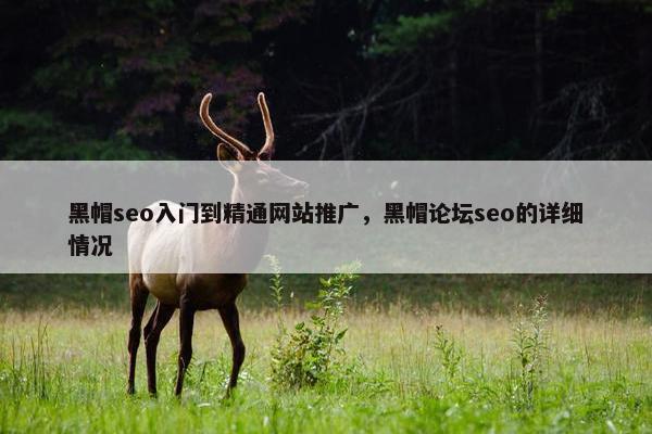 黑帽seo入门到精通网站推广，黑帽论坛seo的详细情况