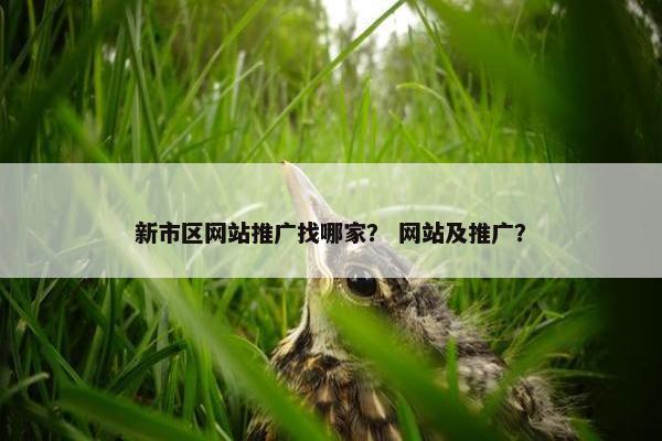 新市区网站推广找哪家？ 网站及推广？