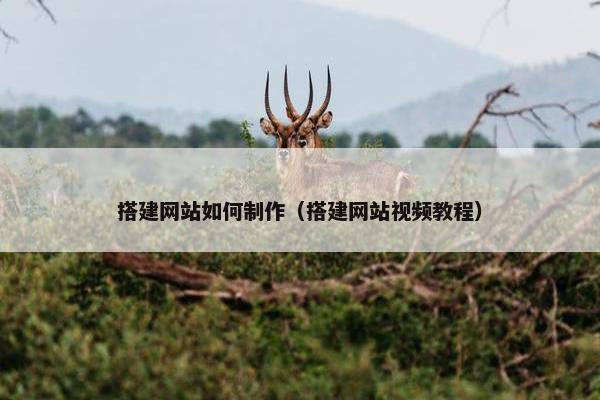 搭建网站如何制作（搭建网站视频教程）