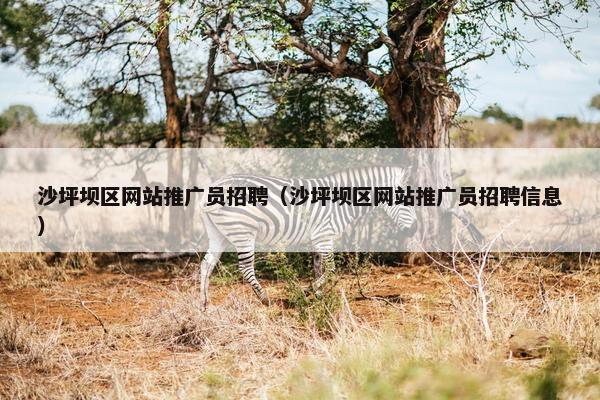 沙坪坝区网站推广员招聘（沙坪坝区网站推广员招聘信息）