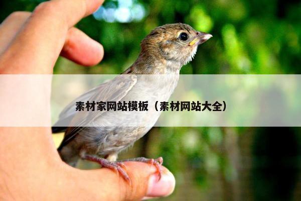素材家网站模板(素材网站大全)